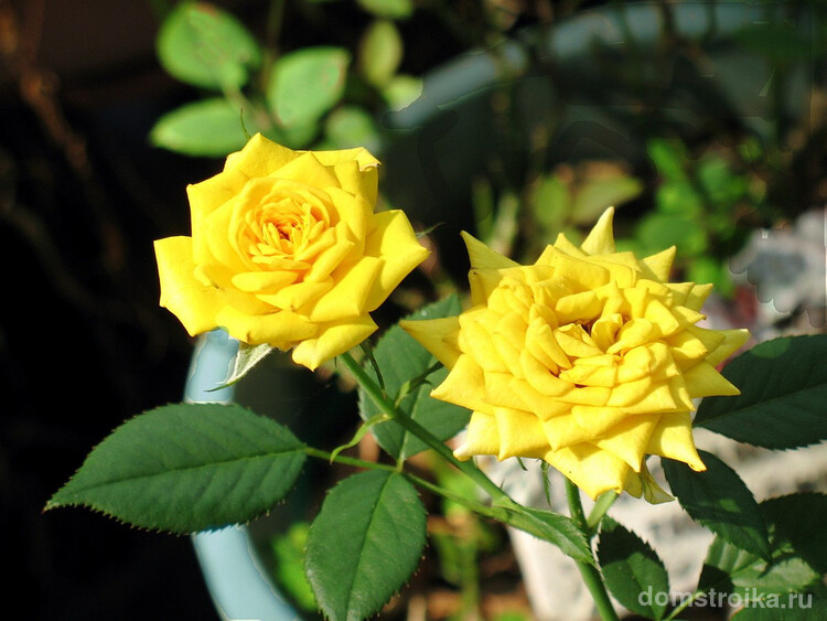 Желтые розы, выращенные дома