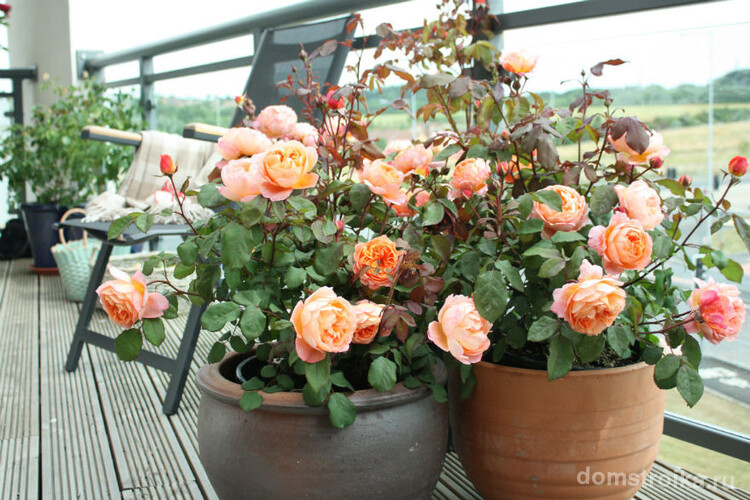 Роза - совершенный цветок, замечательно дополняющий коллекцию домашних растений