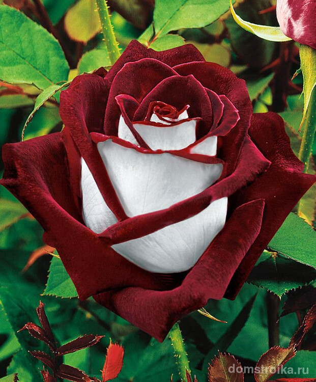 Великолепная двухцветная роза "Osiria"