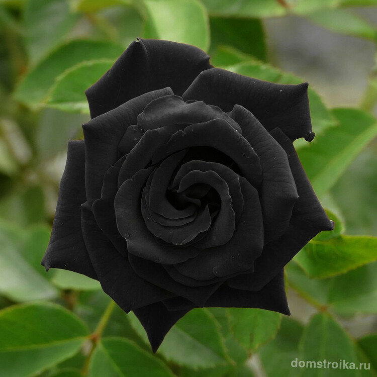 Шикарная черная роза Халфети