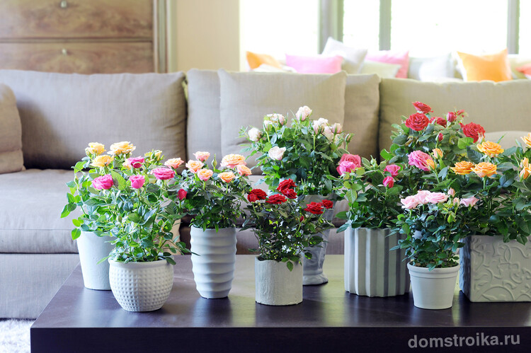 С каждым годом увлечение выращиванием домашних роз завоевывает все большую популярность