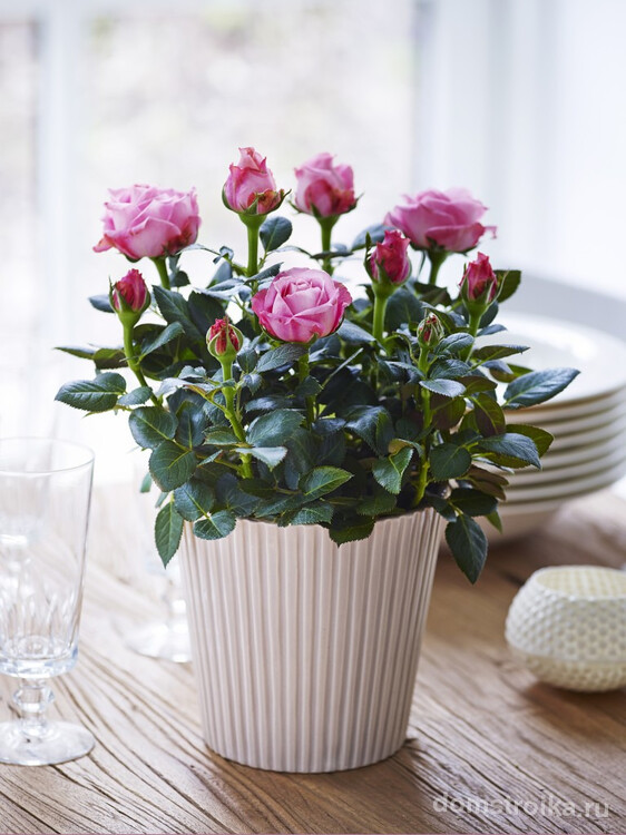Комнатная роза станет великолепным элементом декора вашего интерьера