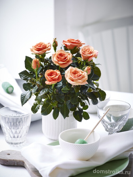 Прекрасная комнатная роза персикового цвета