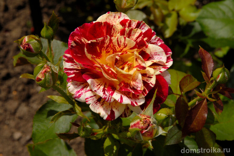 Разнообразие сортов и расцветок роз не перестает удивлять