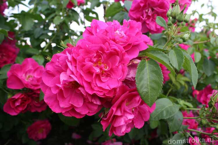 Ярко-розовая канадская роза