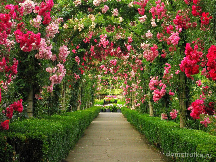 Садовая арка — это один из наиболее удобных способов для выращивания плетущихся роз