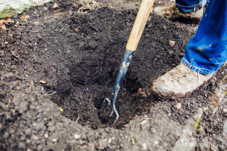 Выкапывание ямы для посадки куста