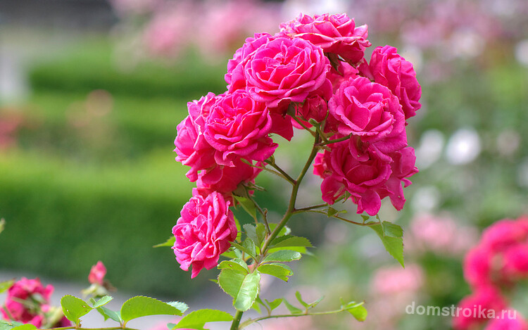 Кустовые розы фото. Роза "Elmshorn"
