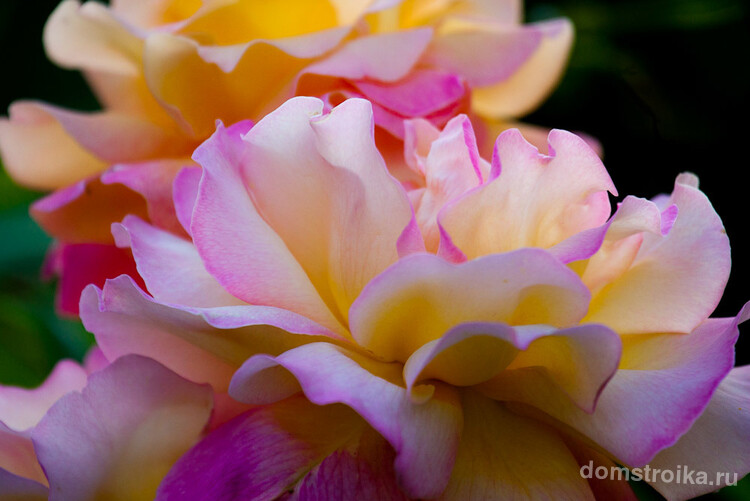 Расцветки у гибридных роз Остина - самые разные
