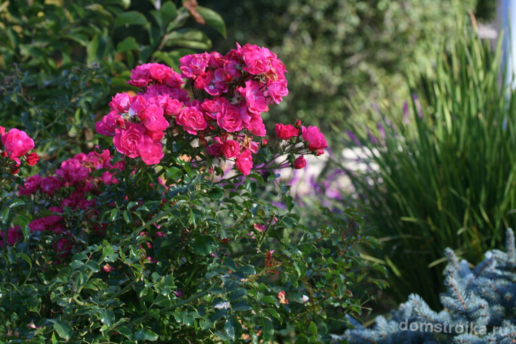 Коммерческий сорт садовых роз "Flower carpet"