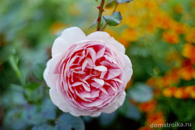 Из-за большого количества лепестков у многих роз Остина очень плотный бутон. Это следует учитывать, если в пору их цветения надвигается пасмурная дождливая и холодная погода - бутоны могут не суметь раскрыться