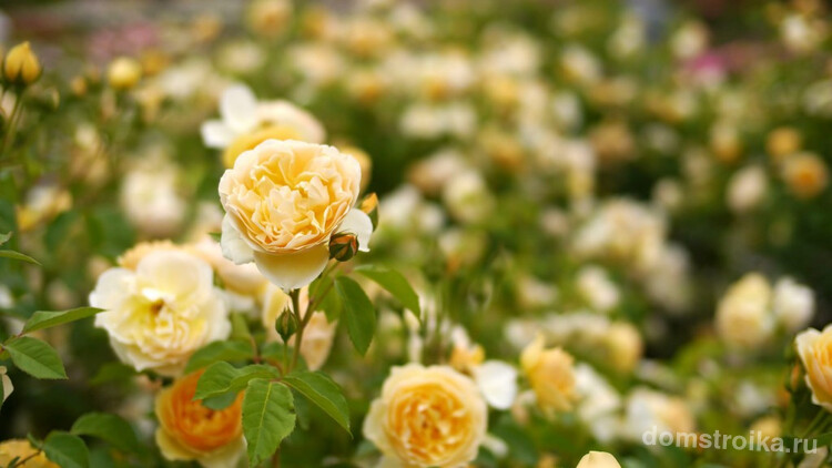 Розы Остина "Graham Thomas" (на фото) названы в честь известного садовода Грэма Стюарта Томаса. Относятся к шрабам (кустарники, полуплетистые розы) и к климберам, т.е. оплетающим, но высота и ширина куста у них обычно не самая большая