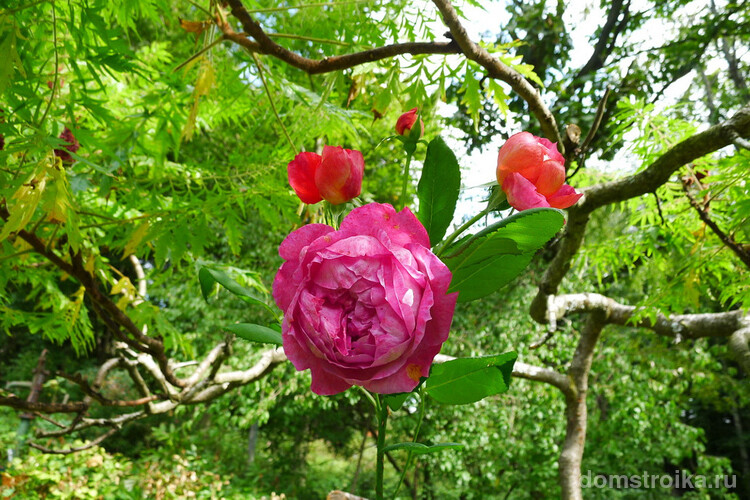 Яркий цветок высокорастущего сорта "Бенджамин Бриттен". Иногда нуждается в создании опоры для него. Часто импользуется для оттенения других сортов роз Остина, более нежных оттенков