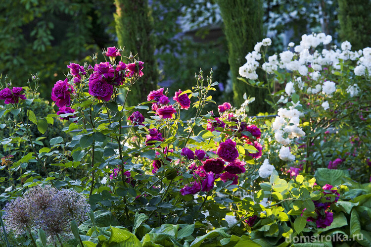 Садовая композиция из роз сортов William Shakespeare 2000 и Prosperity на фоне кипарисов