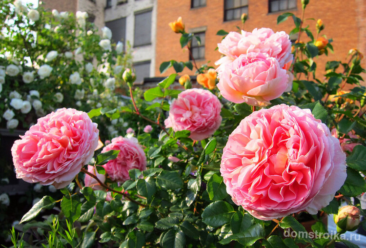 Теневыносливые сорта роз Остина можно высаживать в местах, освещённых прямым солнечным светом 4-5 часов в день