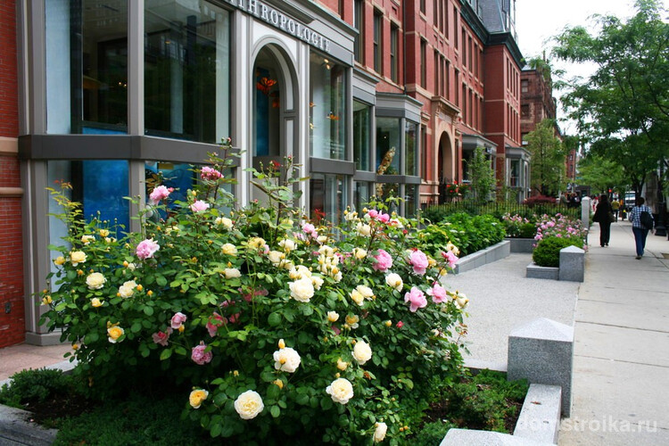 Розы Остина как доминирующий элемент в уличном ландшафте. Они радуют цветением все лето - обильнее всего в июне, и затем цветение волнообразно повторяется до осени