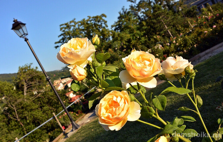 Розы Остина официально не признаны отдельным классом роз, но такое название очень популярно в садоводческой практике. В научно-популярной литературе и периодике они упоминаются и как «английские розы». На фото - селекционный сорт английский роз "Грэм Томас"