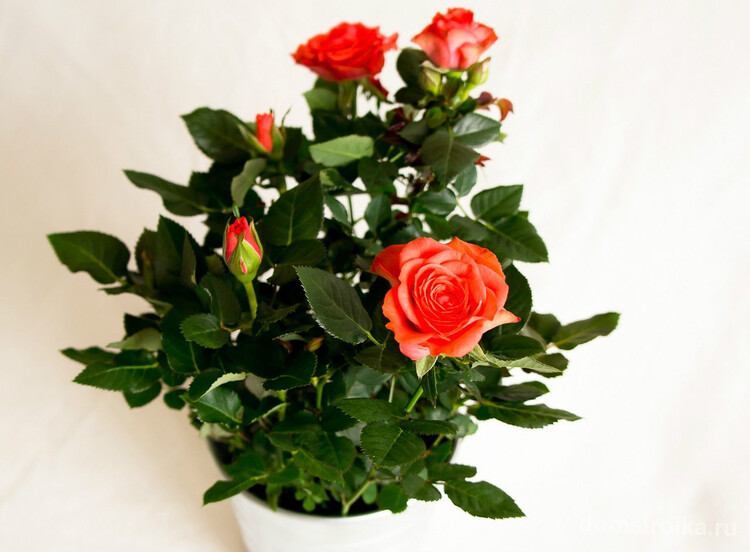 Каждый цветовод-любитель должен знать, что уход за домашними розами значительно отличается от ухода за розами садовыми и практически никак не пересекается с другими домашними растениями