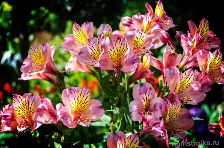 Альстромерия (или альстрёмерия) - цветок необычайной красоты родом из Южной Америки