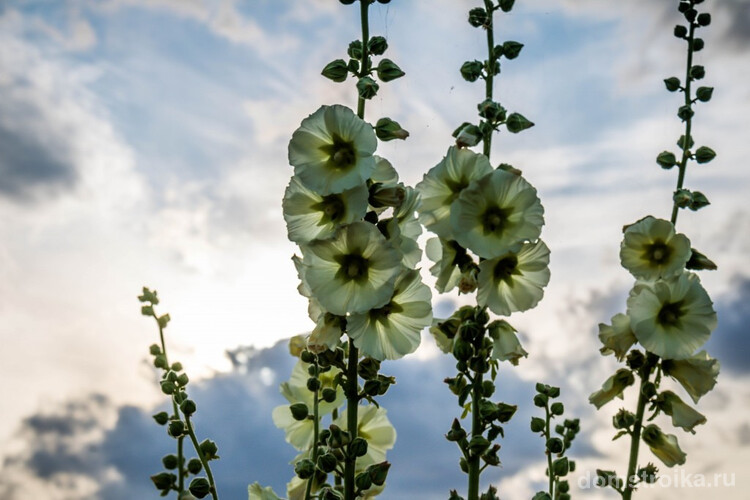 Мальва, как и любое цветущее растение, нуждается в косметическом уходе - в период цветения удаляйте отцветшие цветы