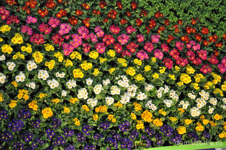 Великолепный цветочный ковер из примулы