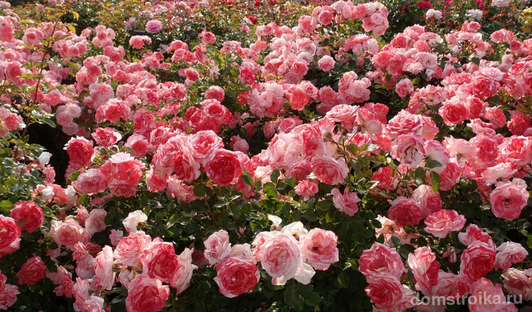 Ароматное "поле" из множества красивых роз