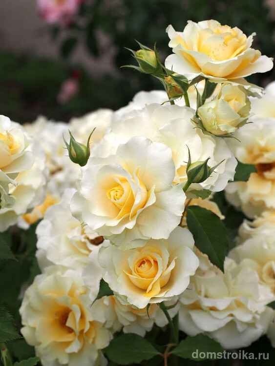Нежно-кремовая нарядная роза флорибунда
