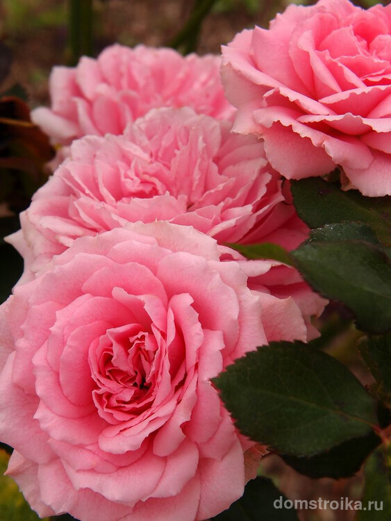 Шикарная ароматная роза сорта Сarol