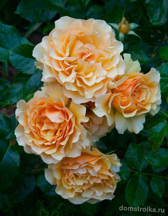 Невероятная роза сорта Amber queen