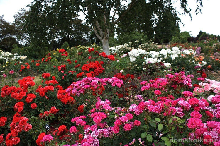 Сад, пестрящий розами флорибунда разных сортов