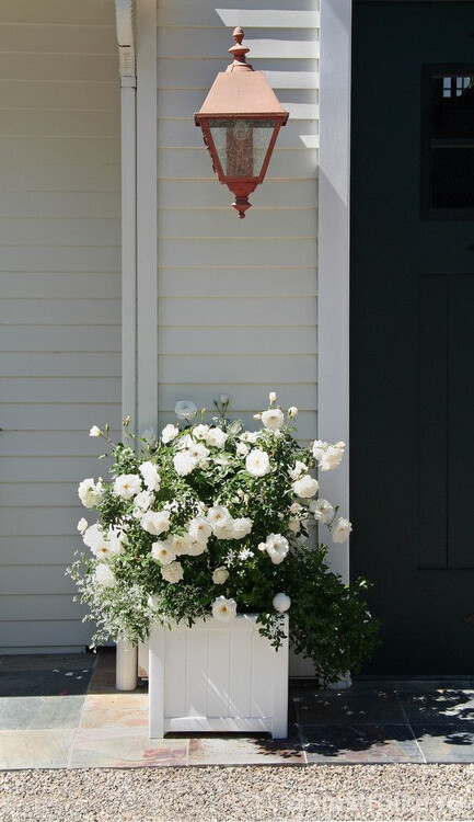 Куст нежной белой розы флорибунды в кашпо возле дома - прекрасное украшение входа в дом