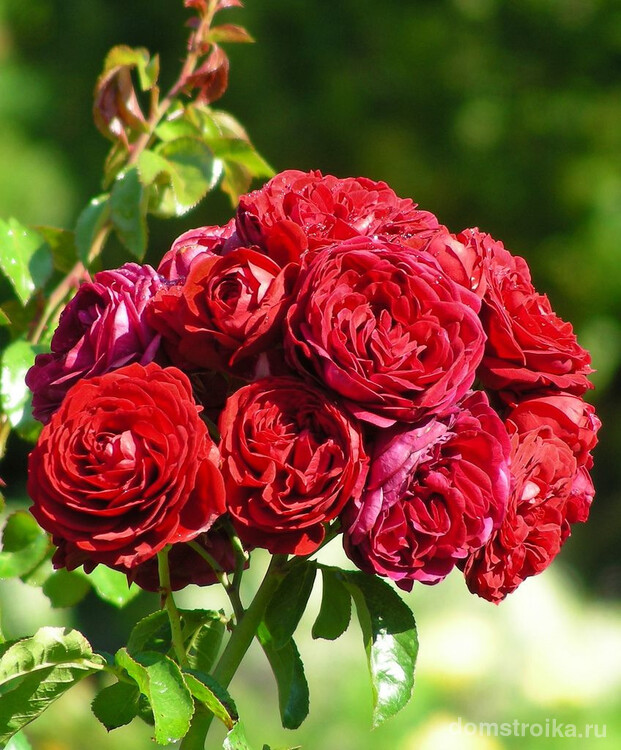 Алый всплеск страсти - ярко-красная роза флорибунда