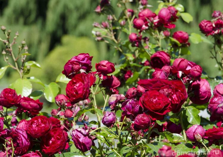 Роза флорибунда - истинная королева в вашем саду