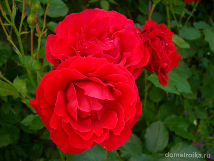 Яркая вспышка цвета - роза флорибунда Нина Вейбул