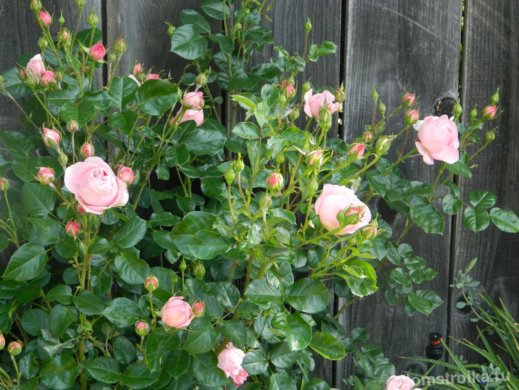 Нежная роза украсит собой любой неприглядный элемент сада
