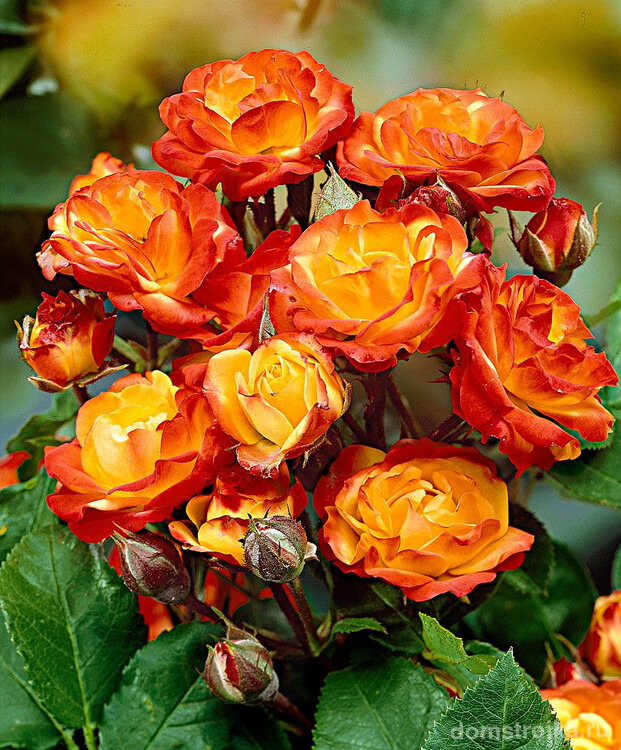Огненная красавица - роза флорибунда Румба