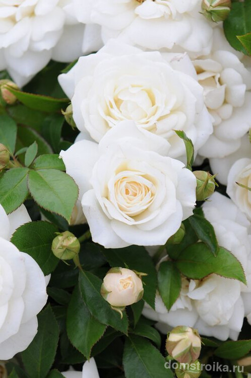 Невероятно нежная белая роза флорибунда