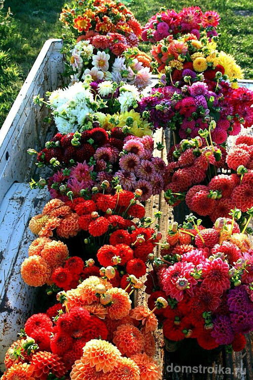 Прекрасные букеты из разноцветных хризантем