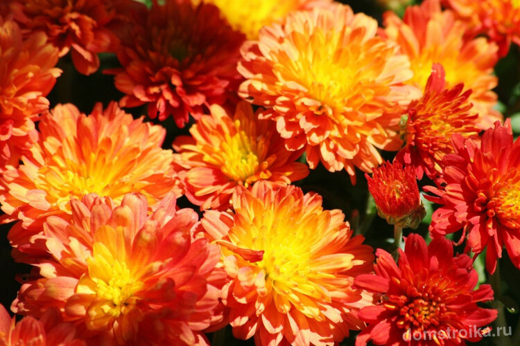Красивые цветки хризантемы с цветовыми переходами
