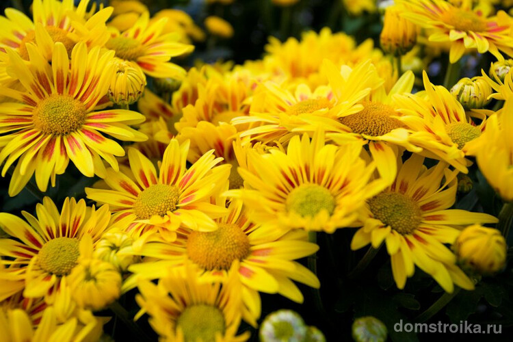 Яркие солнечные хризантемы способны поднять настроение  одним своим видом