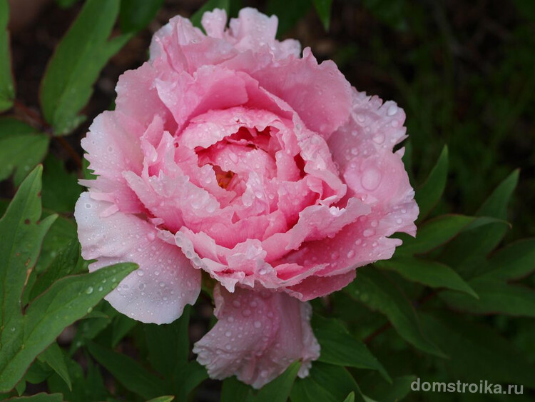 Розовый пион после дождя