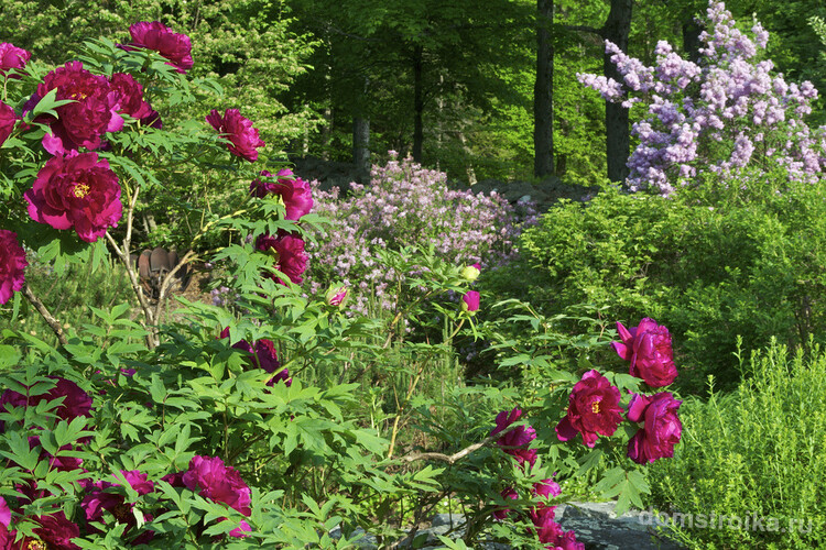Древовидный пион - многолетнее растение, без которого трудно представить июньский сад
