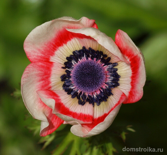 Расцветка анемоны де каен может напоминать расцветку тюльпанов: белая с алой, коралловой или розовой каймой