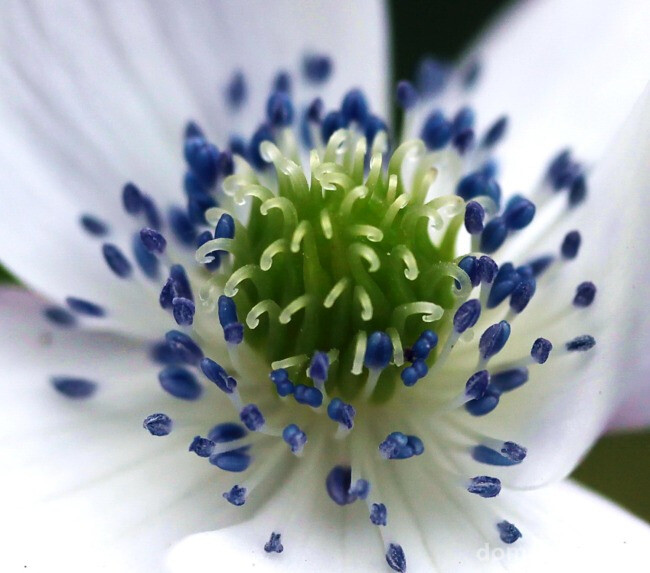 Анемона виноградолистная (Anemone Vitifolia) цветет осенью, цветы у этого сорта встречаются разных расцветок, в том числе белые с тычинками синего цвета