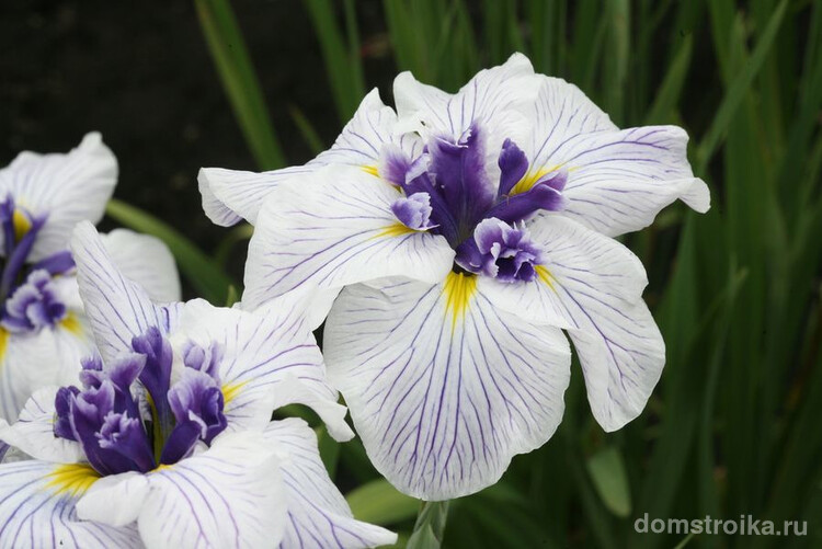 Цветы ирисы бело-фиолетового цвета