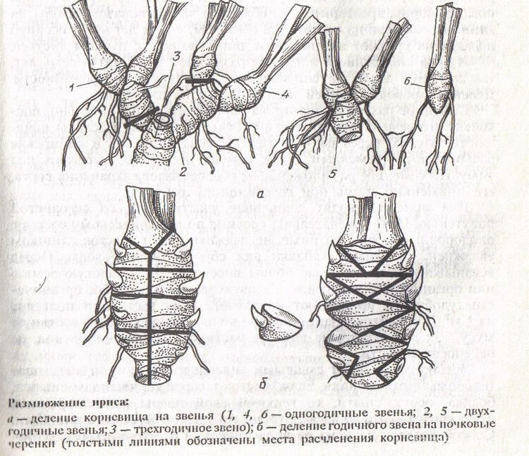 Схематичное изображение процесса размножения ириса