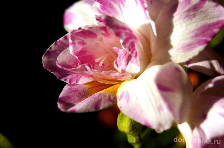 Фрезия необыкновенной расцветки