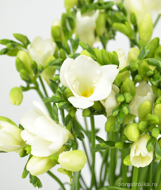 Безупречная изысканность и нежность этого цветка делает его фаворитом флористов в составлении свадебных букетов