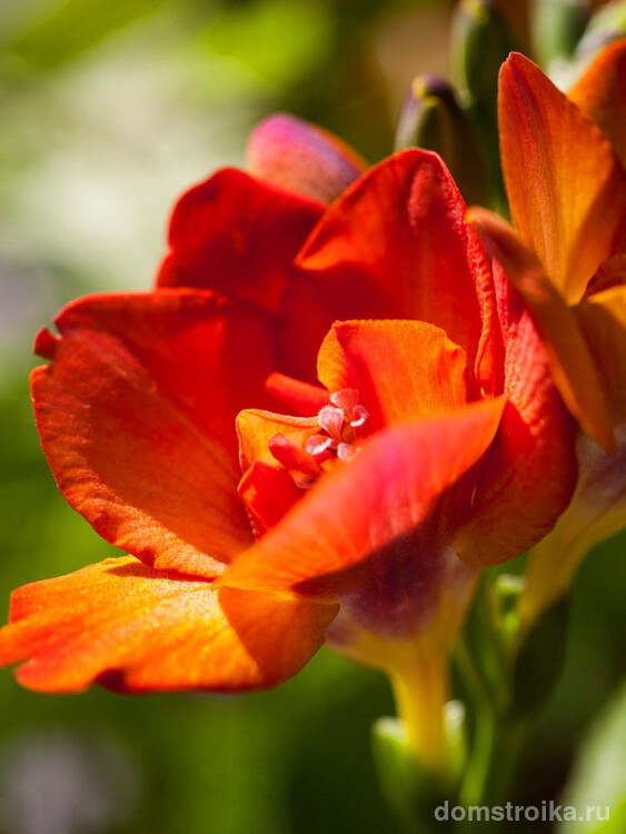 Колоритная и стойкая голландская фрезия пользуется большой популярностью у флористов и дизайнеров