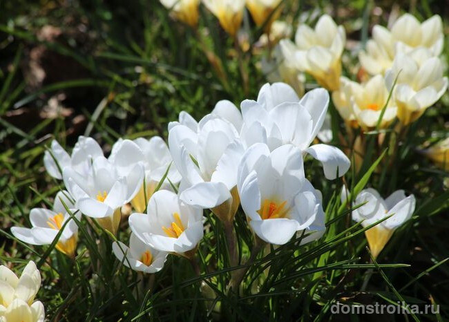Белоснежные цветы Жанна Д’Арк
